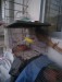 Love bird bazigor
